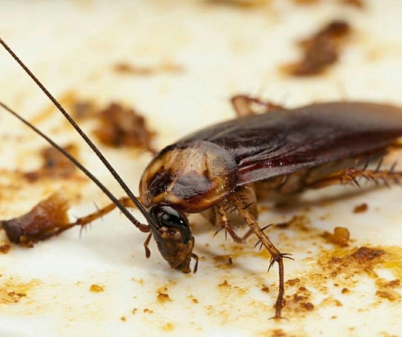 cockroach control botany