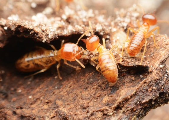 termite control botany